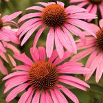 echinacea-purpurea-sonnenhut
